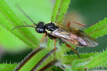 Aglaostigma fulvipes