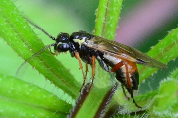 Aglaostigma fulvipes