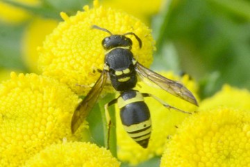 Ancistrocerus gazella