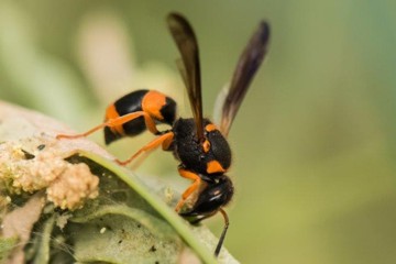 Ancistrocerus kerneri