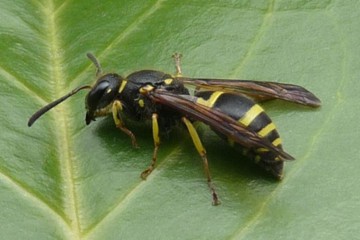 Ancistrocerus nigricornis