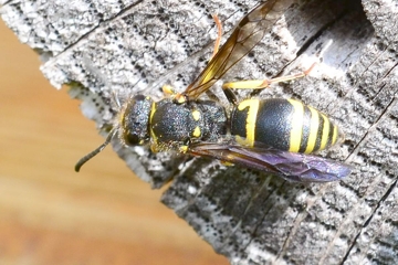 Ancistrocerus parietum