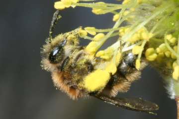 Andrena praecox