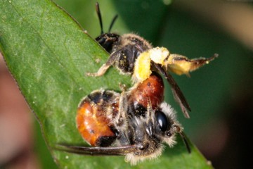 Andrena labiata