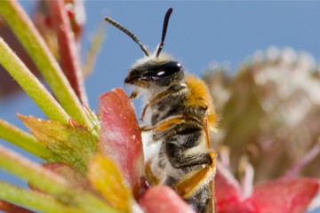 Andrena gravida