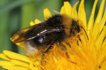 Angebundene Schmarotzerhummel