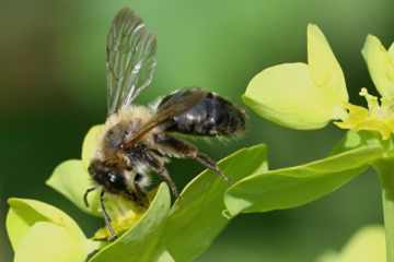 Andrena nitida