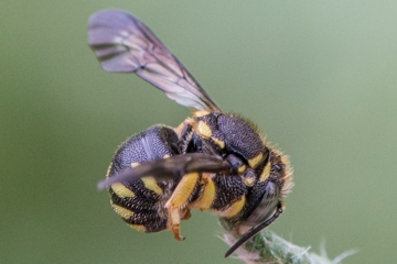 Kleine Harzbiene