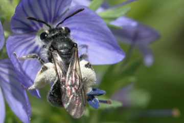 Andrena viridescens