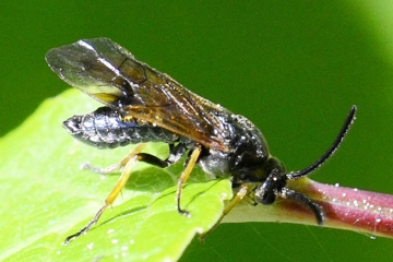 Arge ustulata