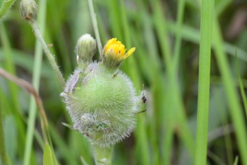 Aulacidea hieracii