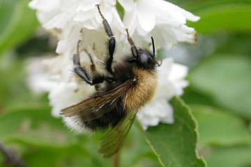 Baumhummel