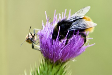 Bergwaldhummel