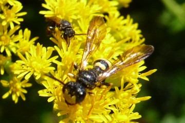 Bienenjagende Knotenwespe