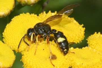 Bienenjagende Knotenwespe