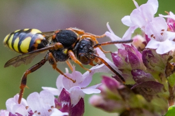Binden-Wespenbiene