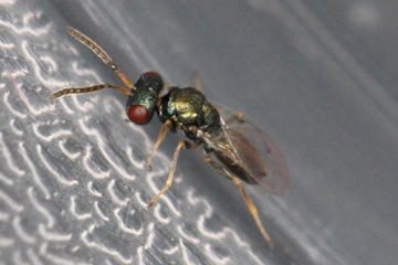 Caenacis inflexa