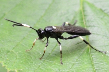 Coelichneumon deliratorius