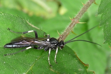 Coelichneumon deliratorius