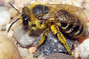 Colletes similis