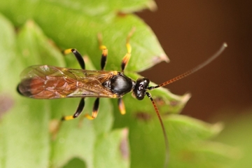 Cosmoconus elongator