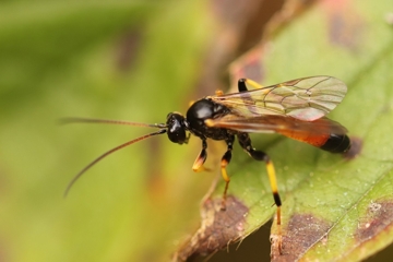 Cosmoconus elongator