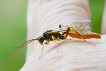 Cratichneumon luteiventris