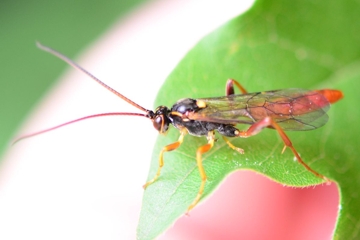 Cratichneumon luteiventris