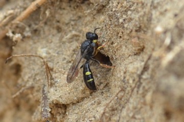 Crabro scutellatus