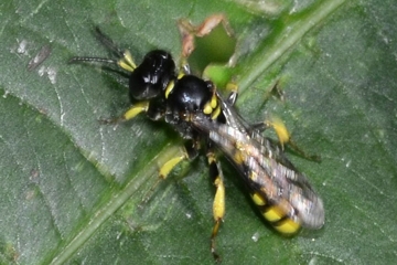 Crossocerus binotatus