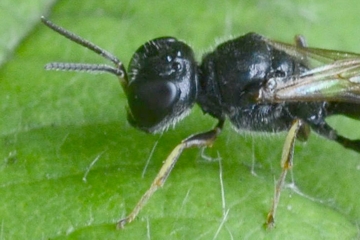 Crossocerus quadrimaculatus