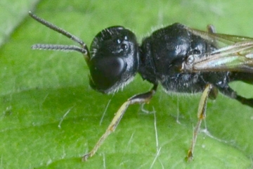 Crossocerus quadrimaculatus