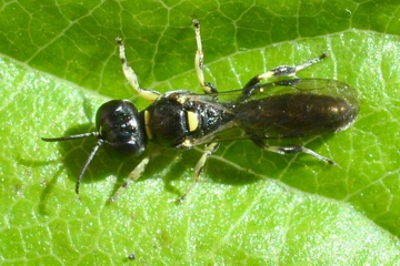 Crossocerus varus