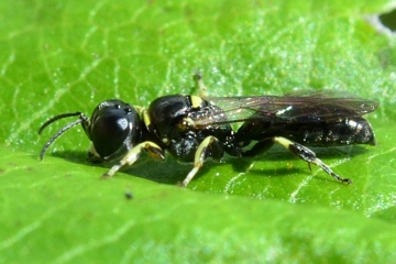 Crossocerus varus