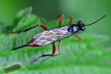 Cryptus armator