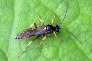 Ctenichneumon panzeri