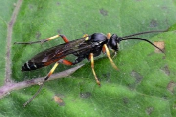 Ctenichneumon panzeri