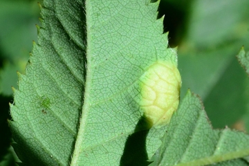 Diplolepis spinosissimae