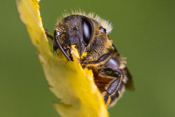 Distel-Mauerbiene