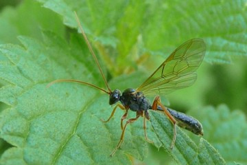 Dyspetes luteomarginatus