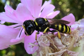 Ectemnius cavifrons