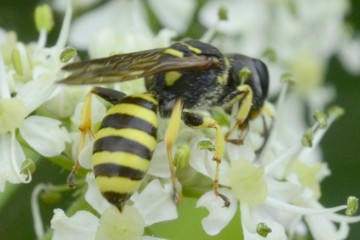 Breite Fliegen-Grabwespe