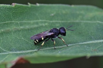 Ectemnius rubicola