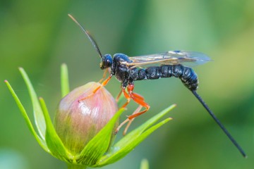 Rotbeinige Holzschlupfwespe