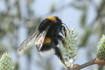 Dunkle Erdhummel