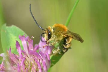 Eucera longicornis