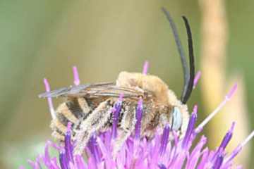 Eucera dentata