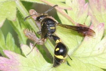 Eumenes coronatus