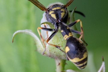 Eumenes pedunculatus