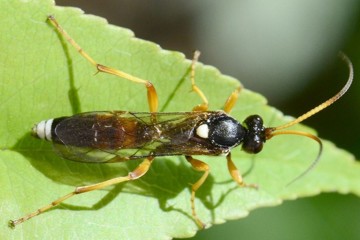 Eutanyacra pallidicornis